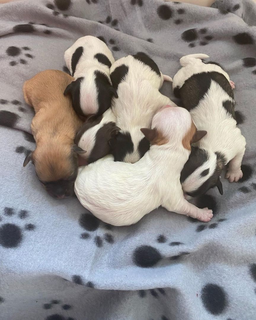 Havaneser Welpen zum Verkauf