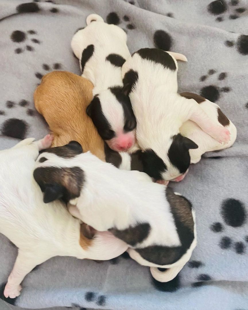 Havaneser Welpen zum Verkauf