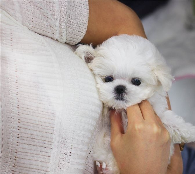 Wunderschöne Malteser-Welpen verfügbar
