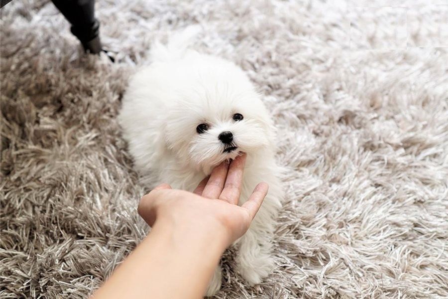 Wunderschöne Malteser-Welpen verfügbar