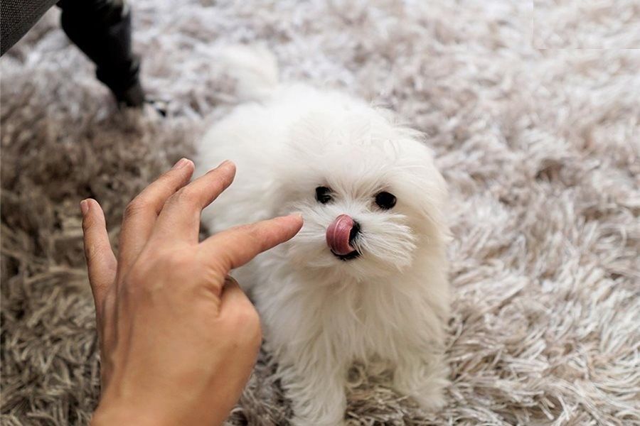 Wunderschöne Malteser-Welpen verfügbar