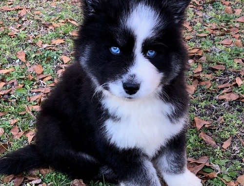 Wunderschöne blauäugige Husky-Welpen zu verkaufen