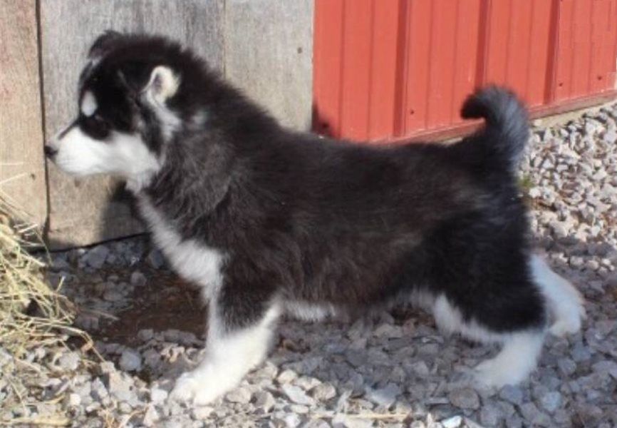 Wunderschöne blauäugige Husky-Welpen zu verkaufen