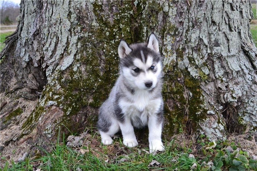 Wunderschöne blauäugige Husky-Welpen zu verkaufen