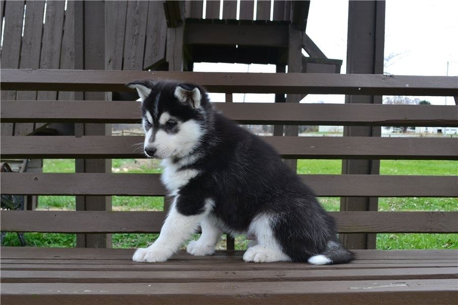 Wunderschöne blauäugige Husky-Welpen zu verkaufen
