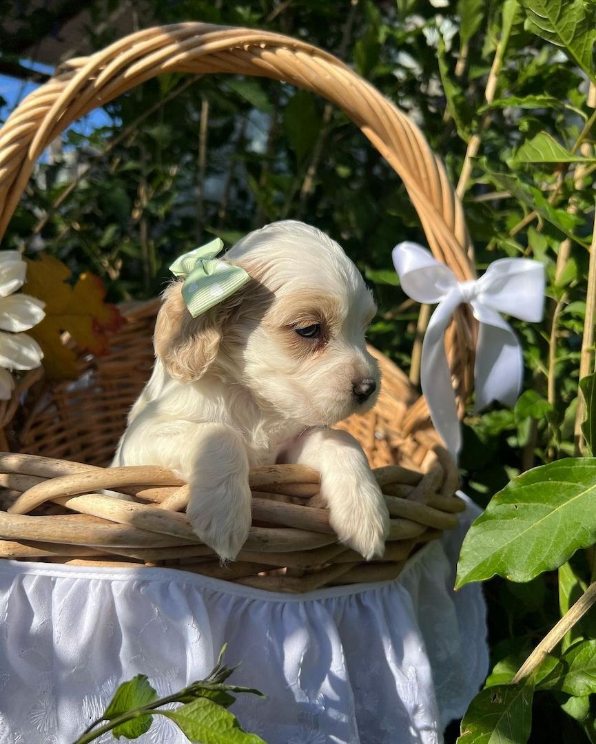 Schöne und sehr gesunde Cocker Spaniel Welpen zu verkaufen