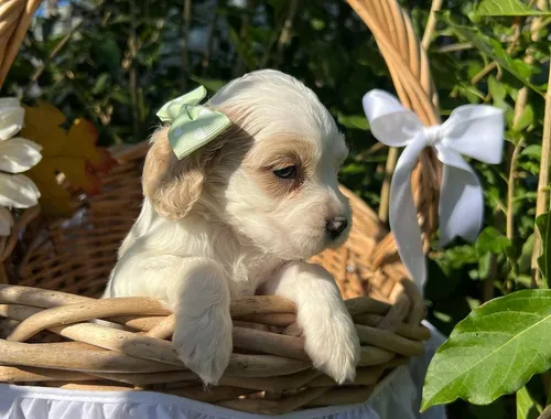 Schöne und sehr gesunde Cocker Spaniel Welpen zu verkaufen