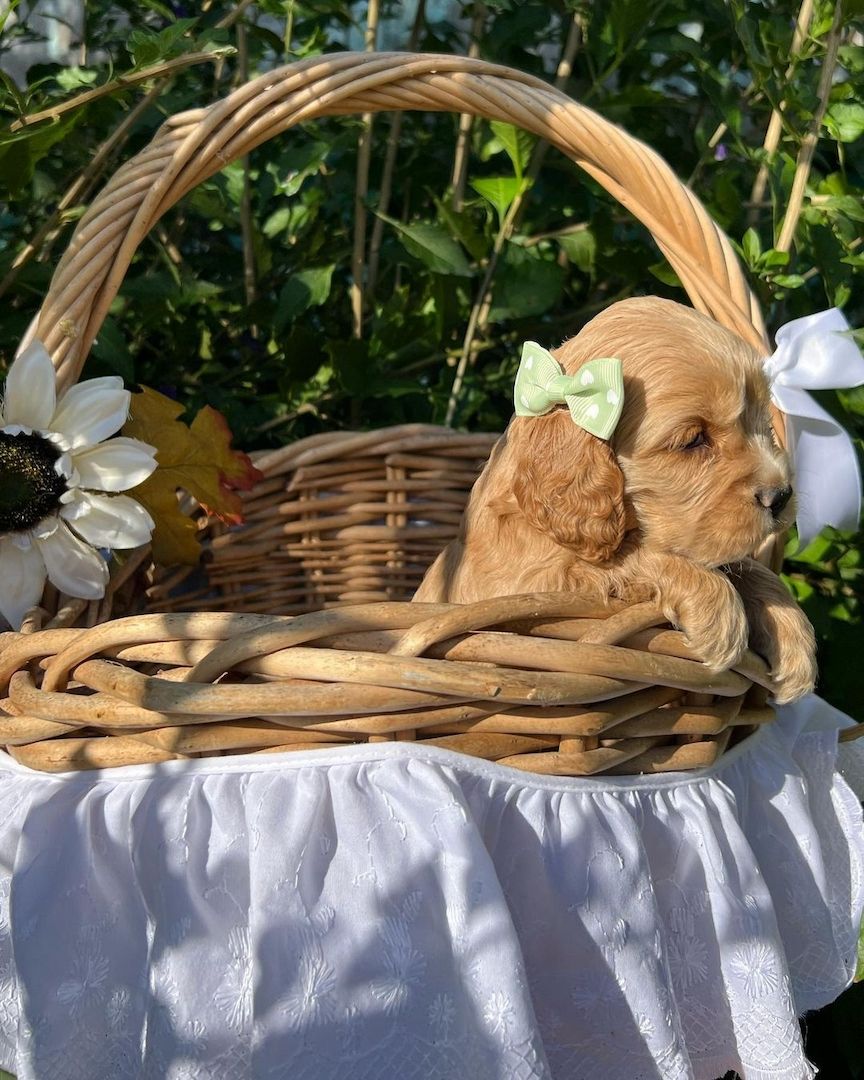 Schöne und sehr gesunde Cocker Spaniel Welpen zu verkaufen