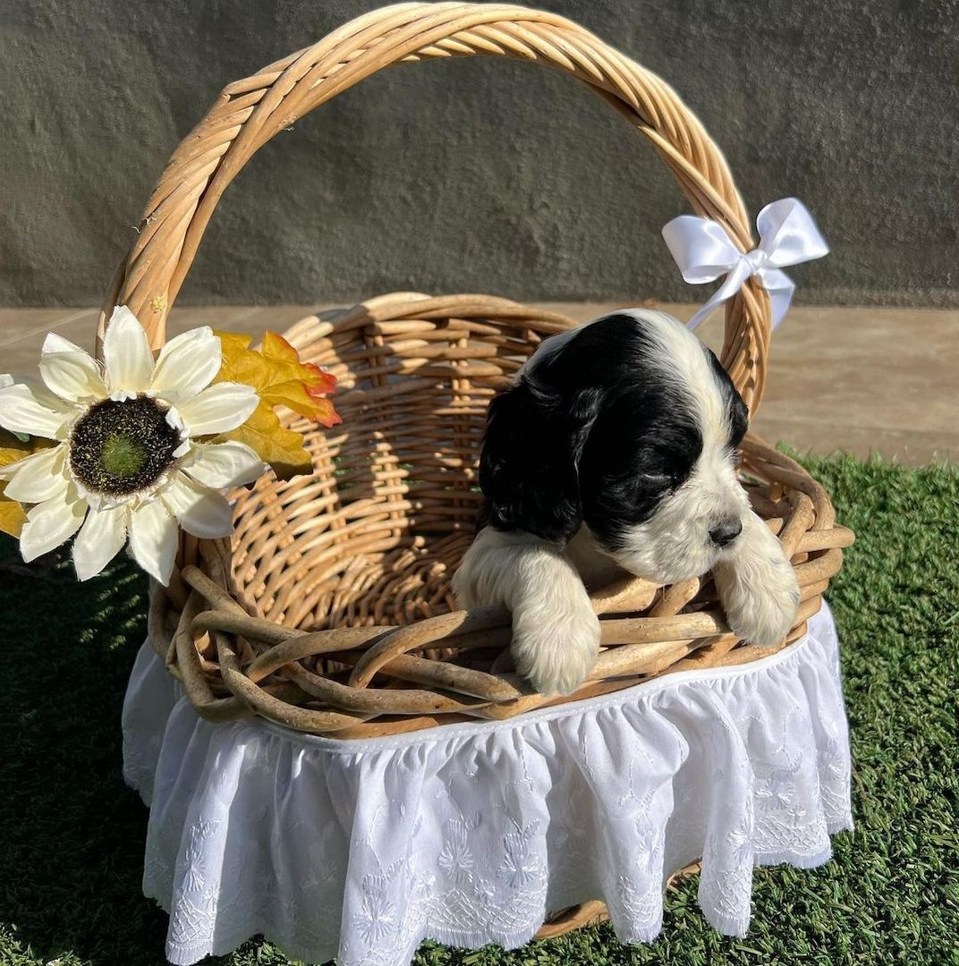 Schöne und sehr gesunde Cocker Spaniel Welpen zu verkaufen