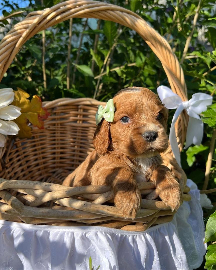 Schöne und sehr gesunde Cocker Spaniel Welpen zu verkaufen