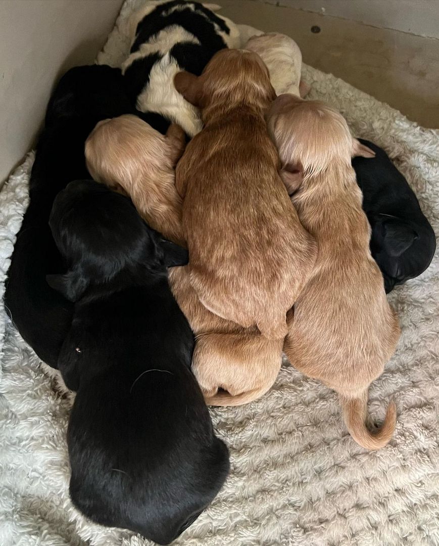 Schöne und sehr gesunde Cocker Spaniel Welpen zu verkaufen