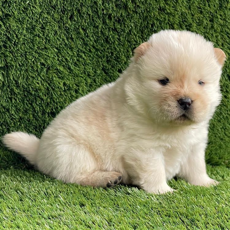 Schöne und sehr gesunde Chow-Chow-Welpen zu verkaufen