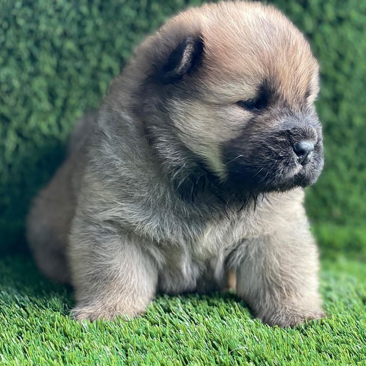 Schöne und sehr gesunde Chow-Chow-Welpen zu verkaufen