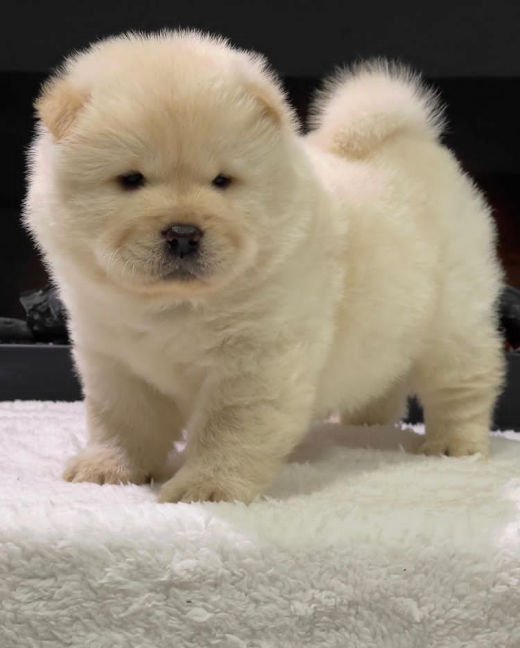 Schöne und sehr gesunde Chow-Chow-Welpen zu verkaufen