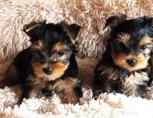 Yorkshire Terrier 12 Wochen mit Papieren