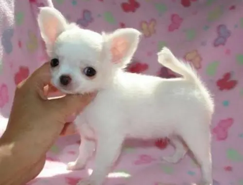 MINI chihuahua-W m