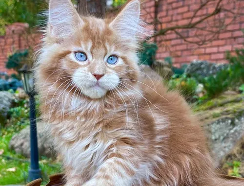 Schöne Maine Coon Kätzchen verfügbar