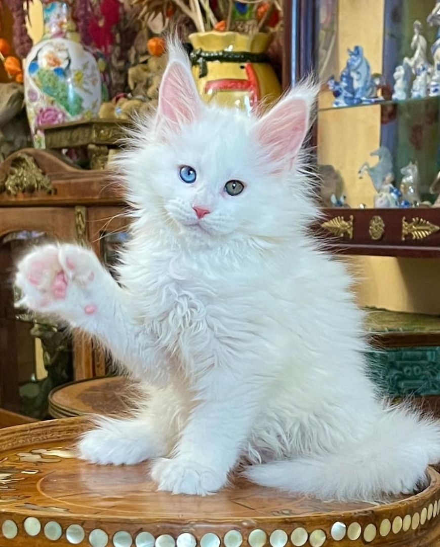 Schöne Maine Coon Kätzchen verfügbar