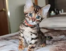 Verschmuste Bengal Kitten zu verkaufen