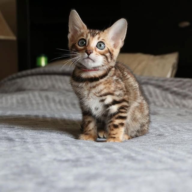 Verschmuste Bengal Kitten zu verkaufen