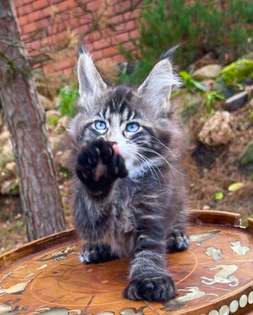 Maine Coon Kätzchen zu verkaufen