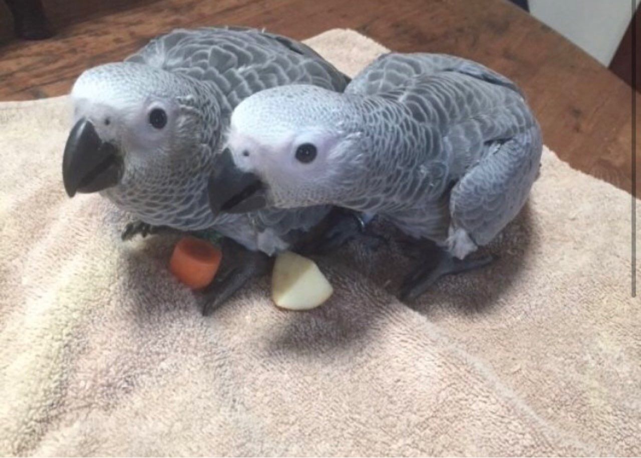 Junge Rotschwanzpapageien zu verkaufen