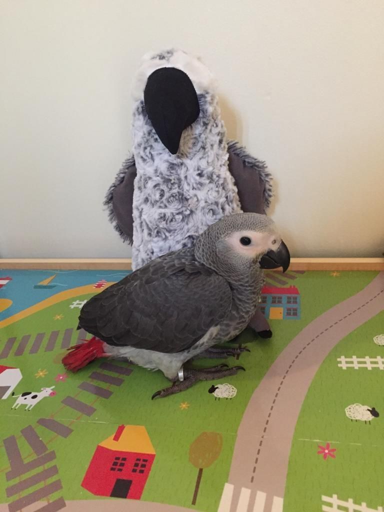 Junge Rotschwanzpapageien zu verkaufen