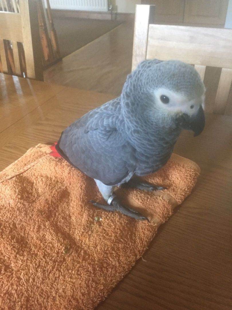 Junge Rotschwanzpapageien zu verkaufen