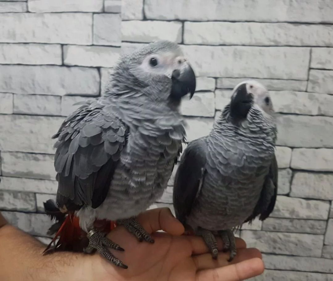 Junge Rotschwanzpapageien mit DNA-Abstammungsnachweis