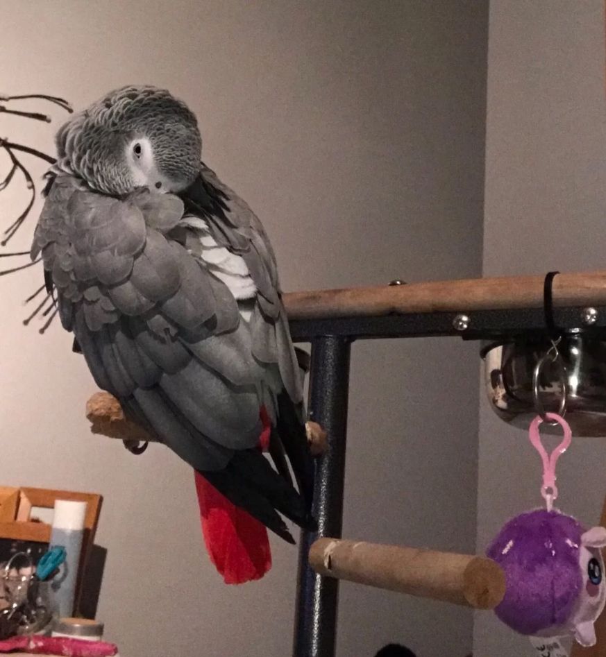 Junge Rotschwanzpapageien mit DNA-Abstammungsnachweis