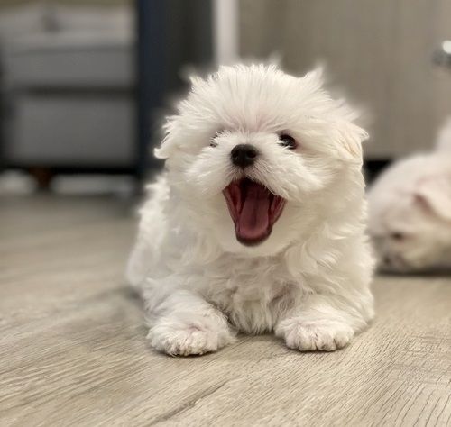 Malteser Welpen mit Stammbaum