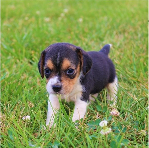 Beagle-Welpen verfügbar