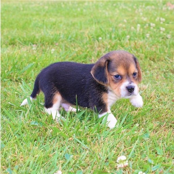 Beagle-Welpen verfügbar