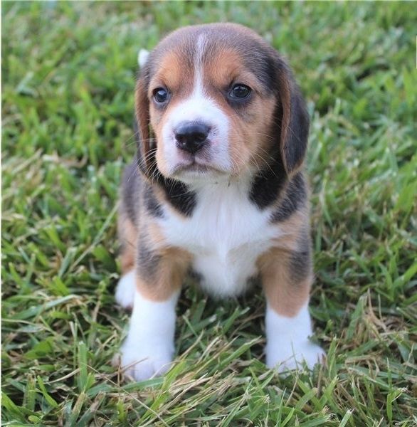 Beagle-Welpen verfügbar