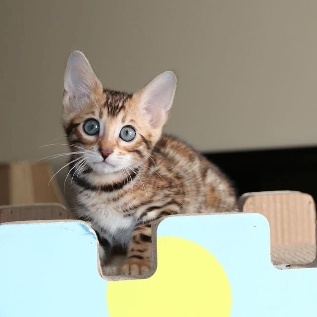 Schöne Bengal-Kätzchen zu verkaufen