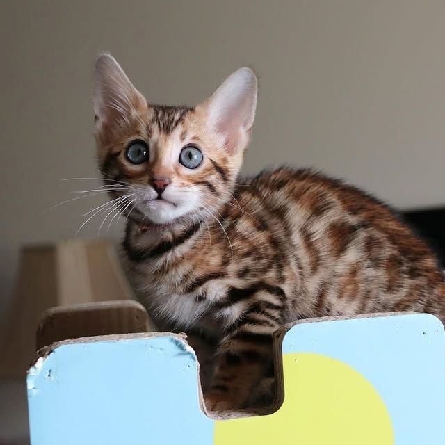 Schöne Bengal-Kätzchen zu verkaufen