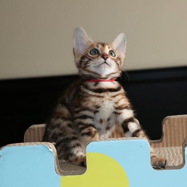 Schöne Bengal-Kätzchen zu verkaufen