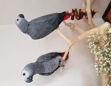 These beautiful African grey parrots are currently available.