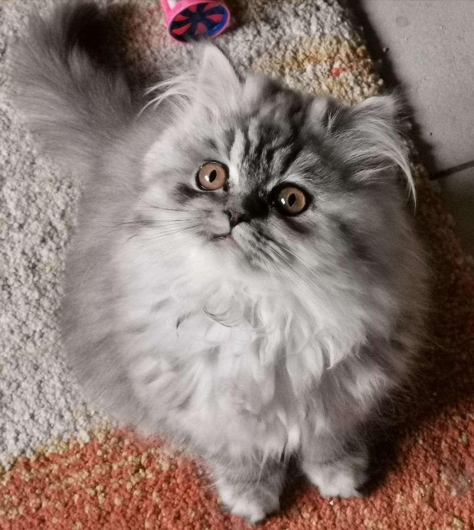 BLH Babys aus kleiner seriösen Zucht in liebevolle Hände abzugeben