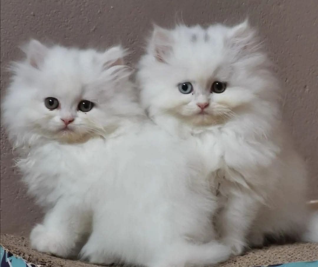 BLH Babys aus kleiner seriösen Zucht in liebevolle Hände abzugeben