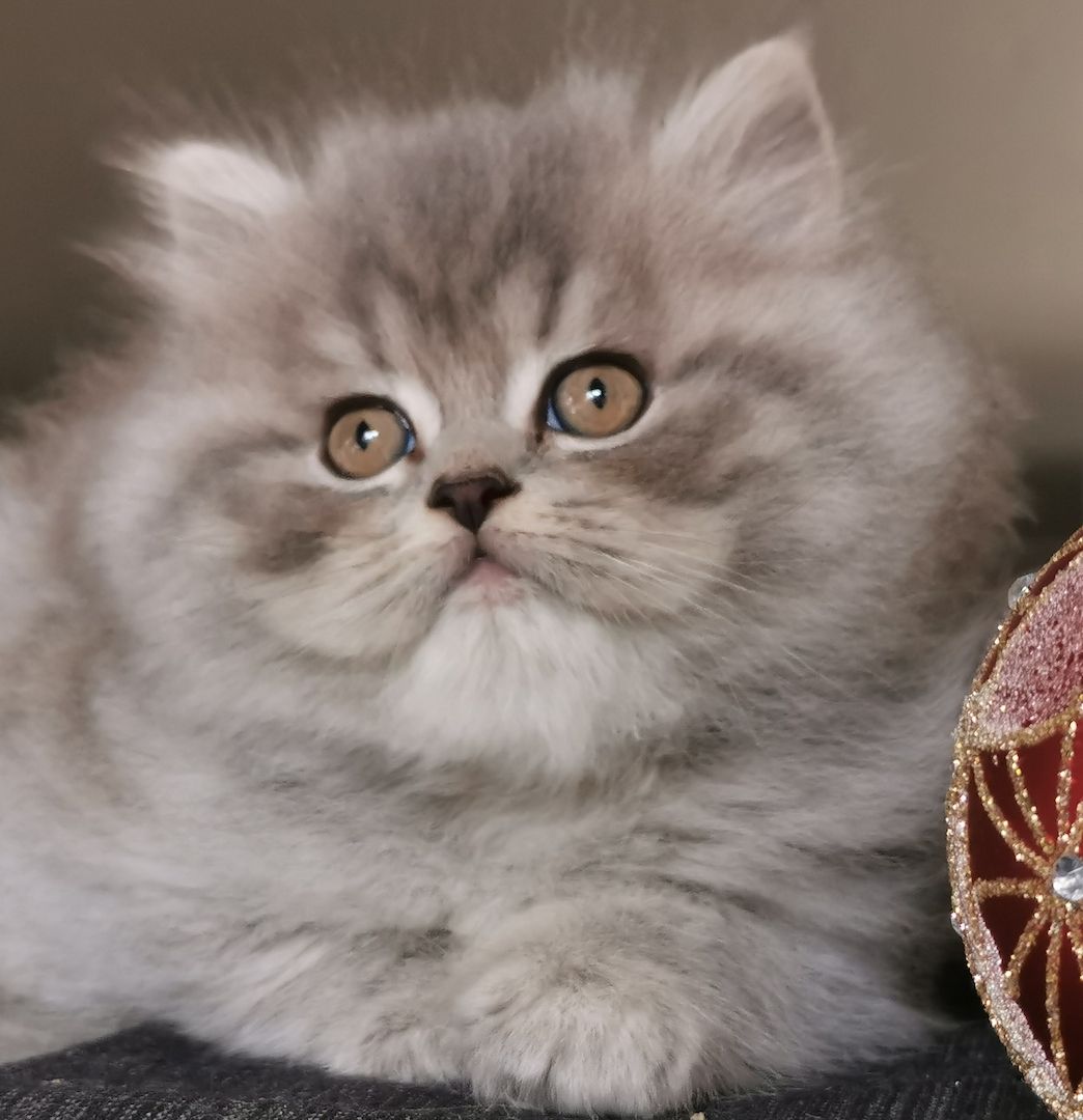 BLH Babys aus kleiner seriösen Zucht in liebevolle Hände abzugeben