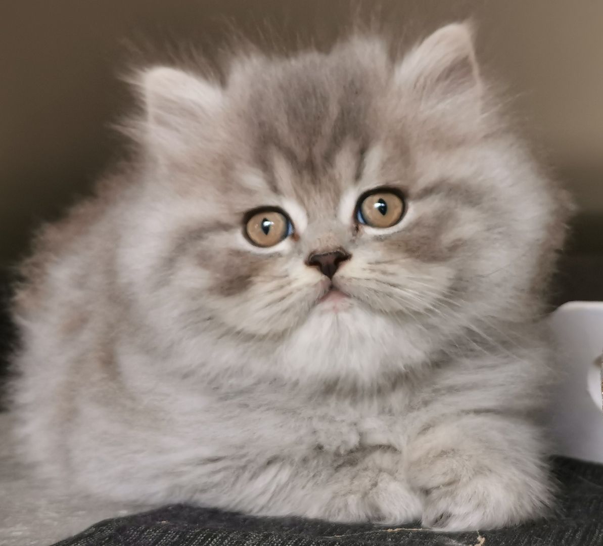 BLH Babys aus kleiner seriösen Zucht in liebevolle Hände abzugeben