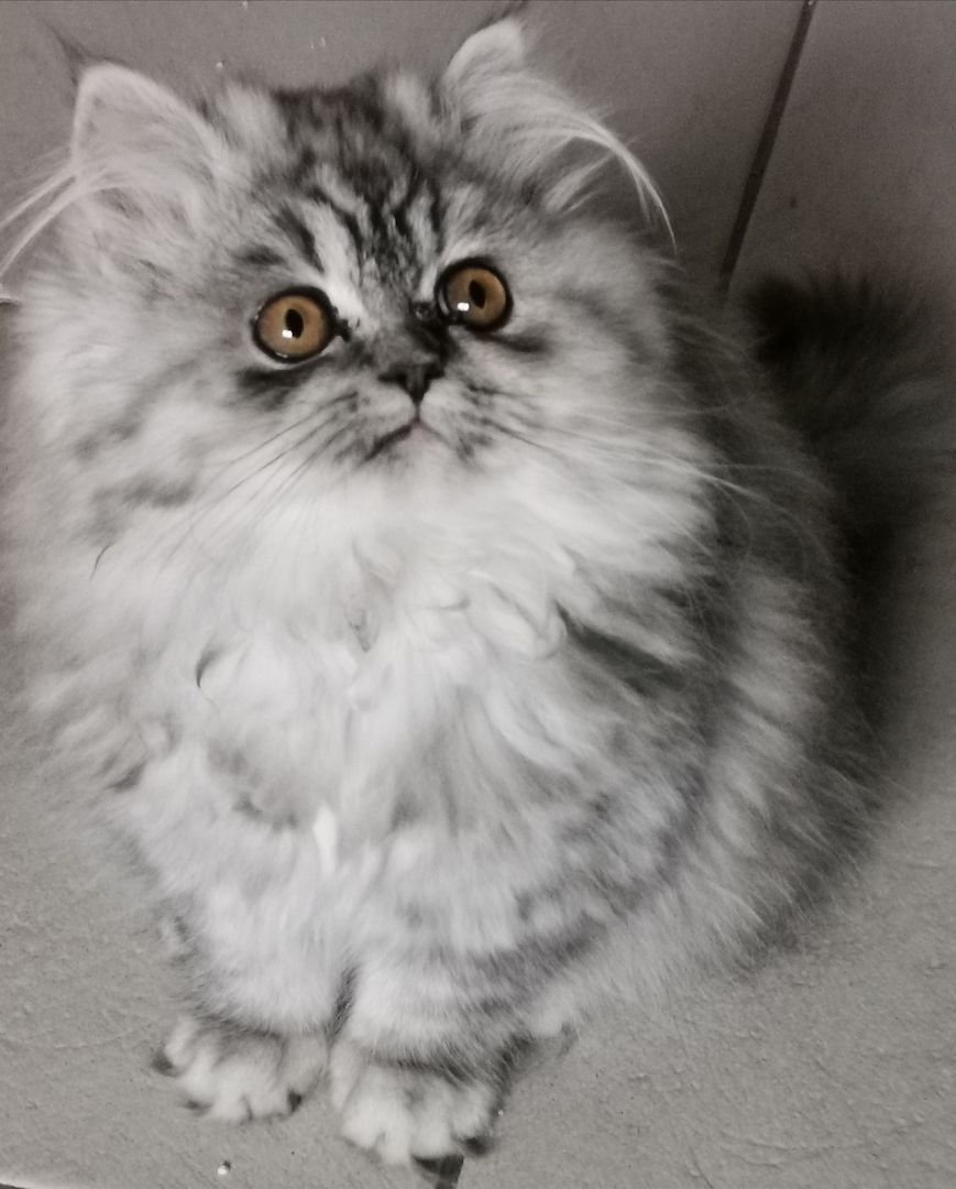 BLH Babys aus kleiner seriösen Zucht in liebevolle Hände abzugeben