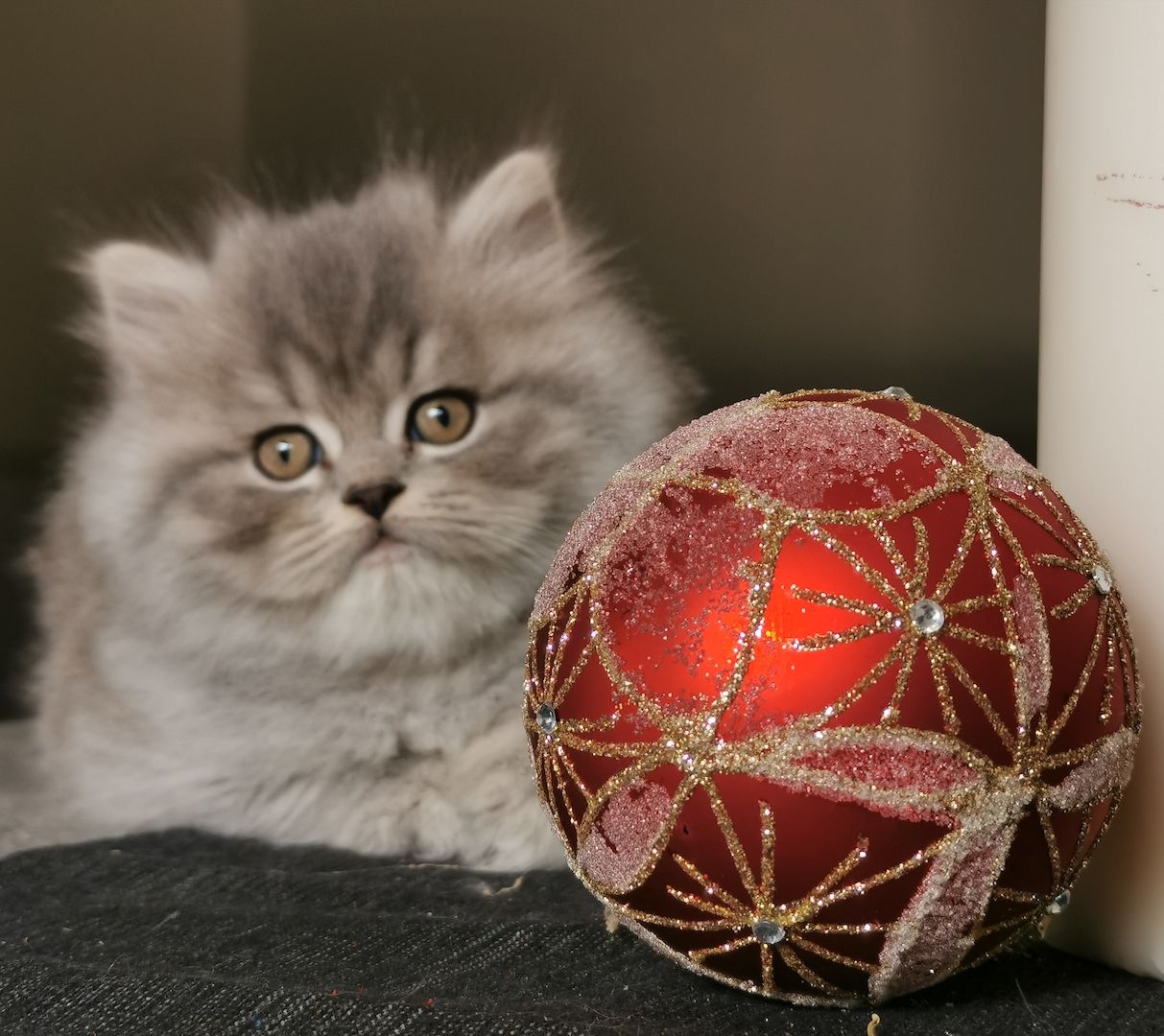 BLH Babys aus kleiner seriösen Zucht in liebevolle Hände abzugeben