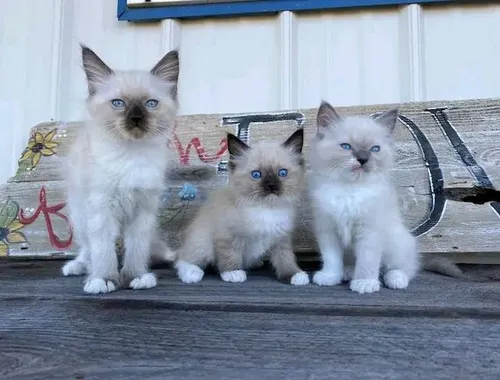 Zu Hause aufgezogene Ragdoll-Kätzchen ,,