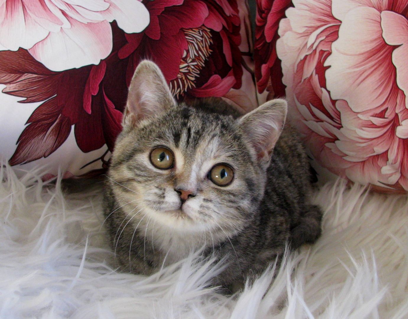 Bildschönes BKH-Edelmix-Mädchen sucht ... bitte Anzeigentext aufmerksam lesen