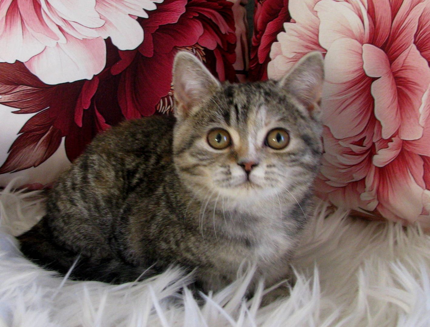 Bildschönes BKH-Edelmix-Mädchen sucht ... bitte Anzeigentext aufmerksam lesen