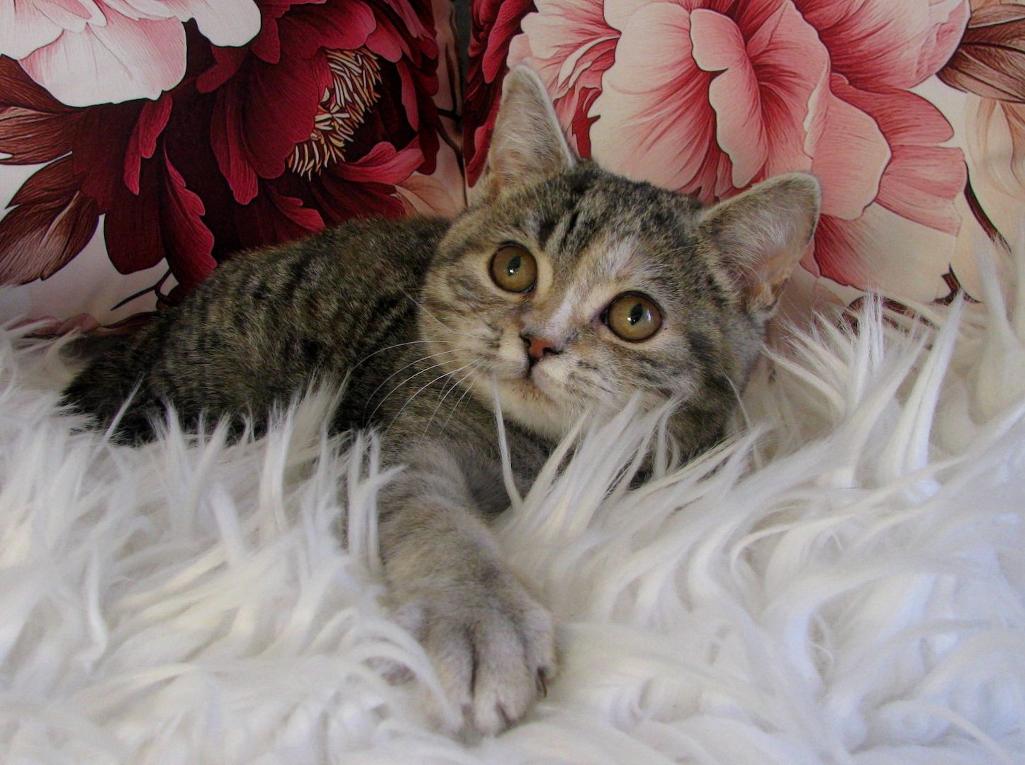 Bildschönes BKH-Edelmix-Mädchen sucht ... bitte Anzeigentext aufmerksam lesen