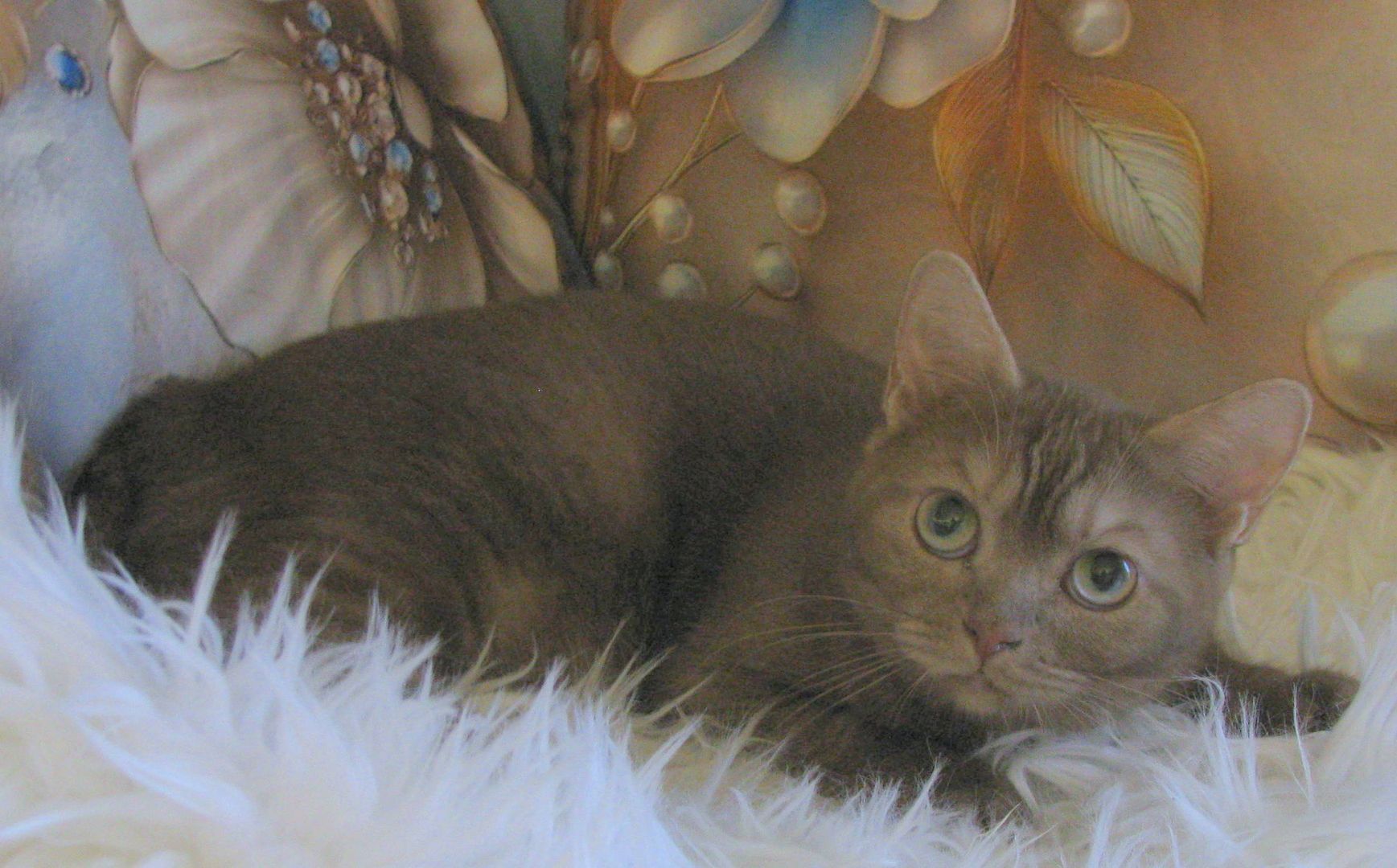 Zimtfarbenes, erwachsenes BKH-Mix-Mädchen, geimpft und kastriert ...