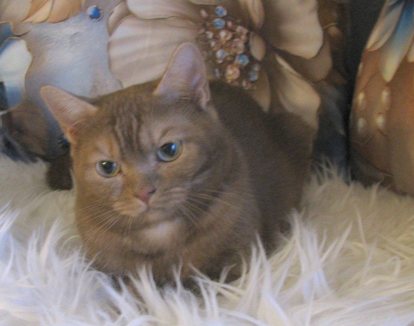 Zimtfarbenes, erwachsenes BKH-Mix-Mädchen, geimpft und kastriert ...